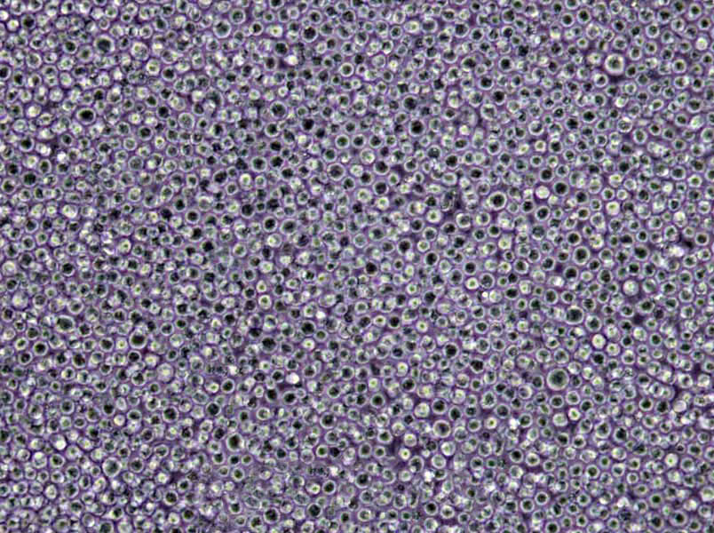 锰盐营养琼脂粉末培养基