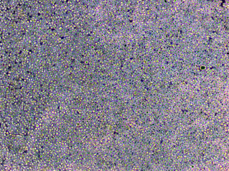 DNA酶试验琼脂粉末培养基