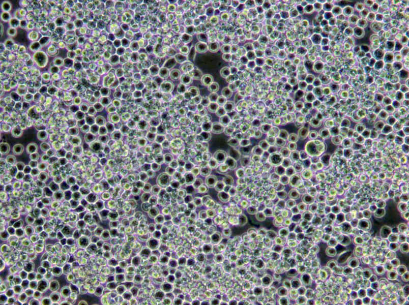 3%NaCl鸟氨酸脱羧酶试验粉末培养基