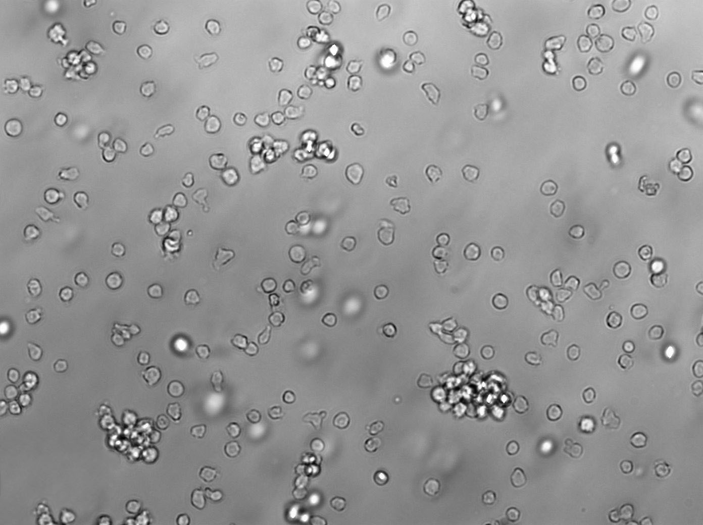 营养盐琼脂粉末培养基