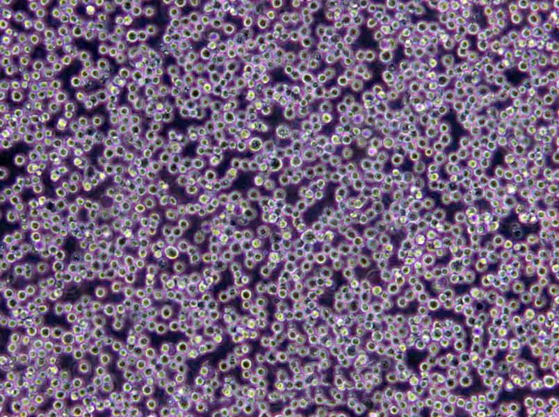 TGY琼脂粉末培养基