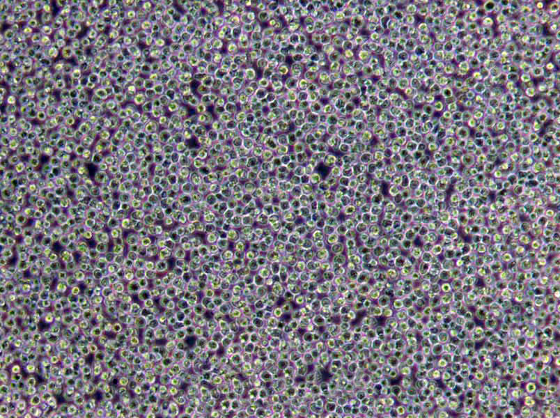 肠球菌肉汤粉末培养基