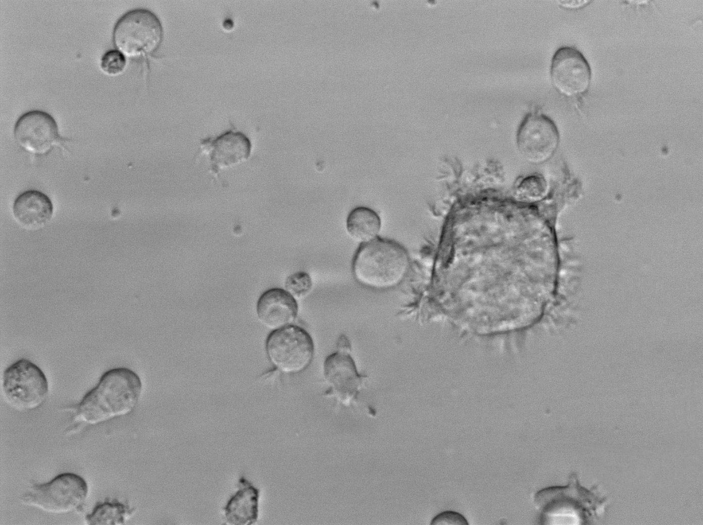 DYS耶尔森菌琼脂粉末培养基