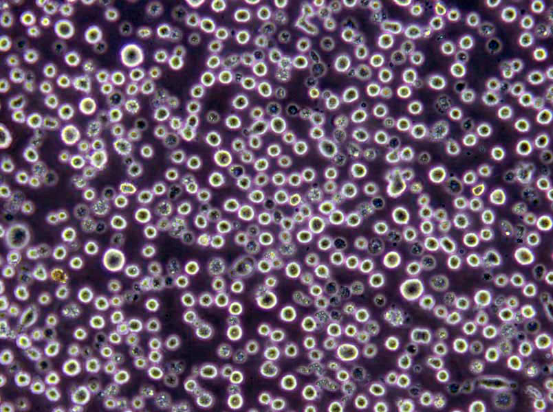 氨苄青霉素麦康凯琼脂粉末培养基