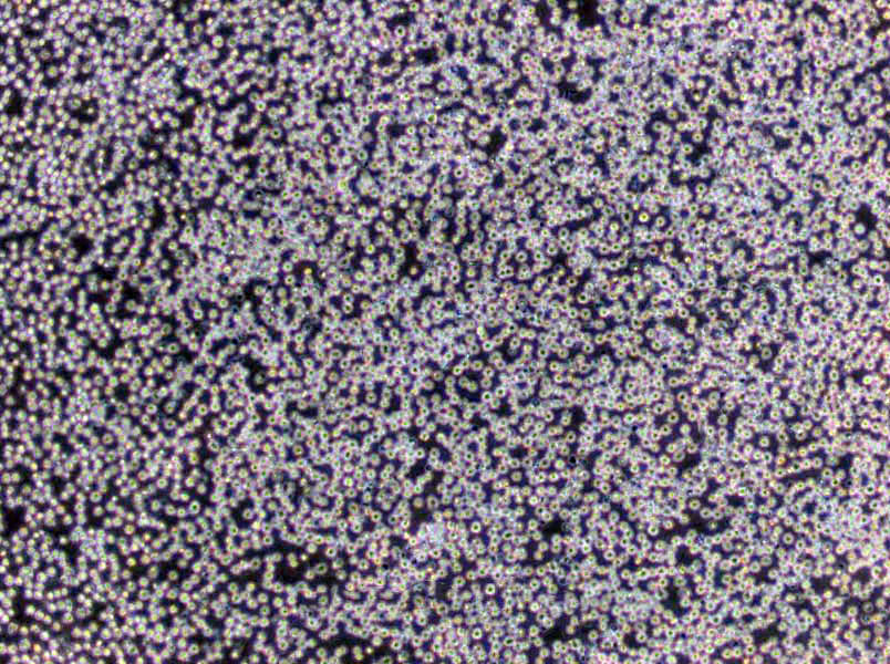 LB肉汤粉末培养基[Miller]