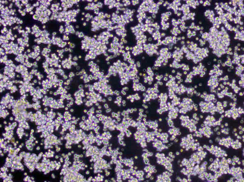 煌绿乳糖胆盐肉汤粉末培养基