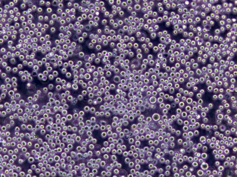 MRS肉汤干粉培养基