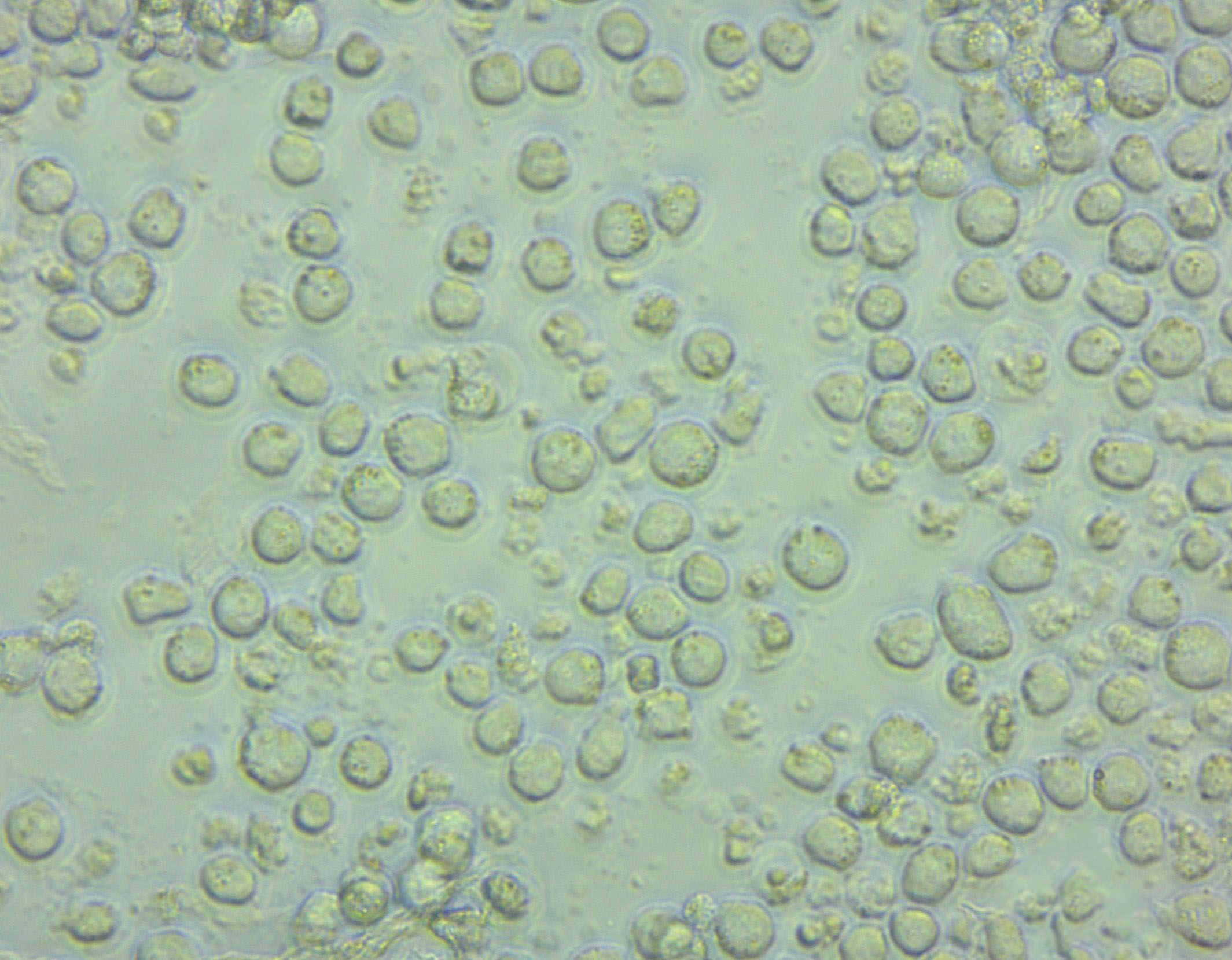 MMN琼脂干粉培养基