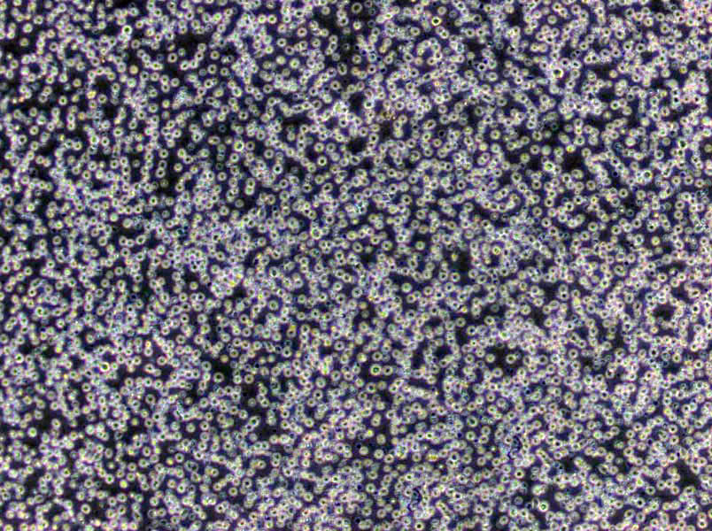 强化梭菌干粉培养基
