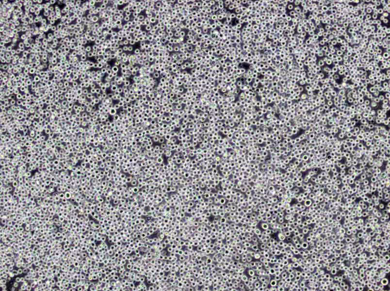 Starky硫代硫酸钠液体干粉培养基