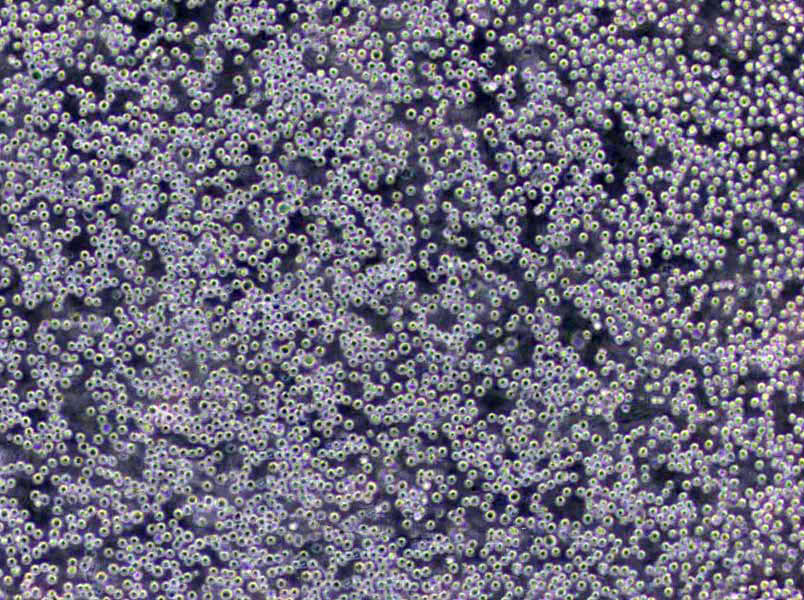 麦芽浸膏琼脂干粉培养基