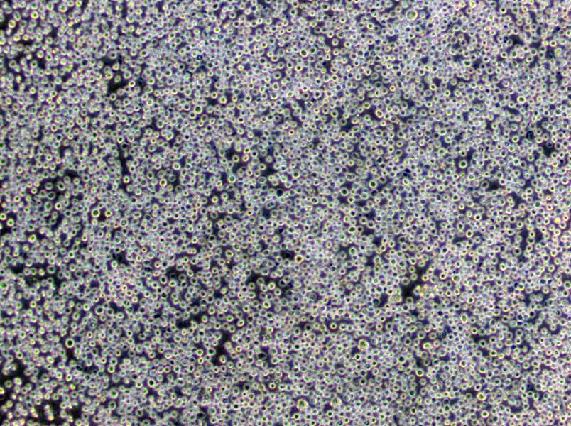 巴氏梭状芽孢杆菌干粉培养基