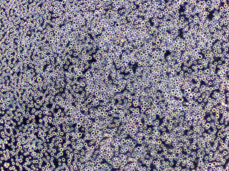 胰蛋白示磷酸盐肉汤干粉培养基