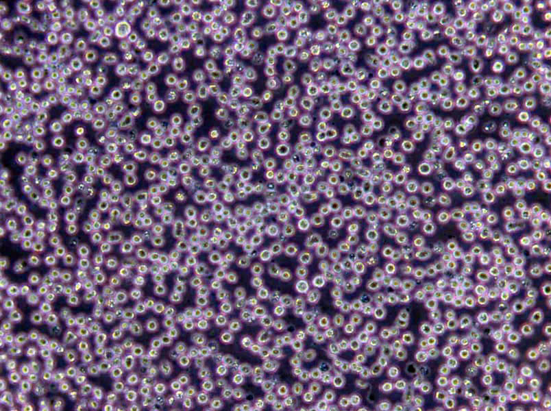 碎肉碳水化合物肉汤干粉培养基