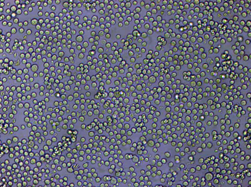 Schaedler琼脂干粉培养基