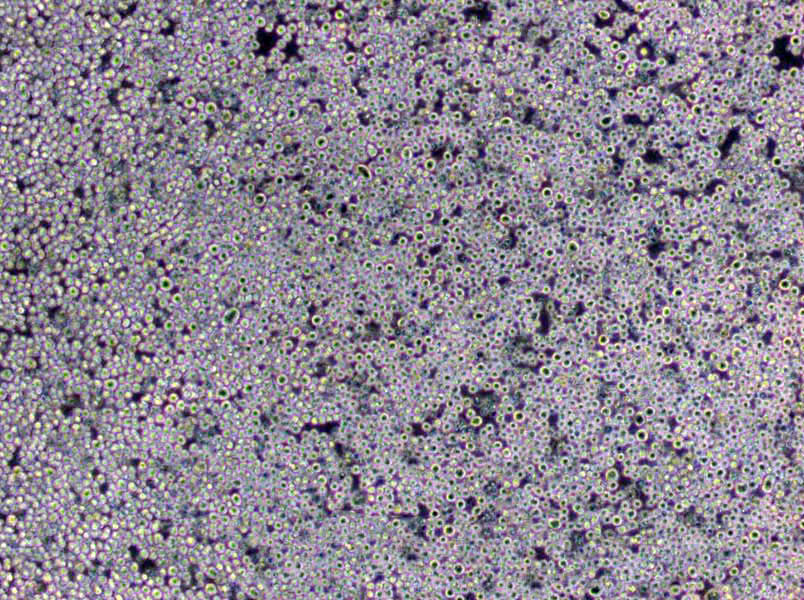 硫乙醇酸盐流体干粉培养基[不含琼脂]