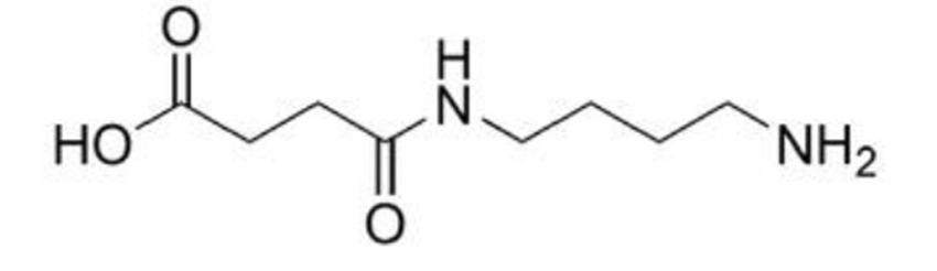 Butanoic acid, 4-[(4-aminobutyl)amino]-4-oxo-