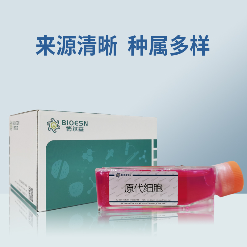 大鼠小脑颗粒细胞