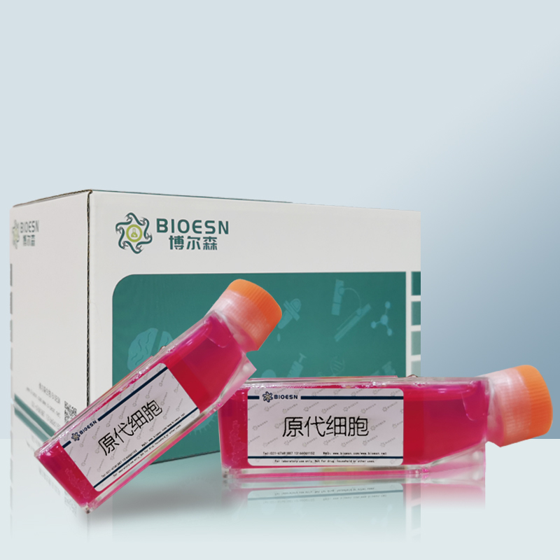 大鼠小脑颗粒细胞