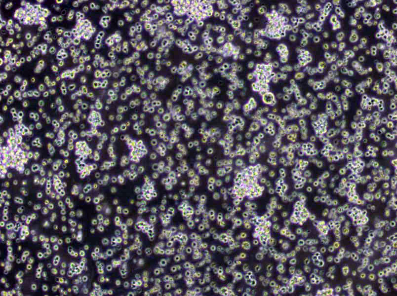 氯化钠营养琼脂干粉培养基