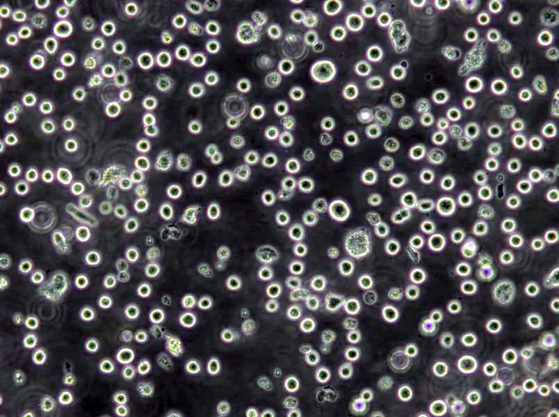 营养琼脂干燥粉末培养基