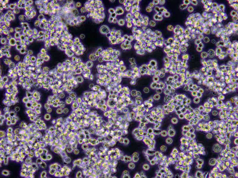 3%NaCl氨基酸脱羧酶试验对照干燥粉末培养基