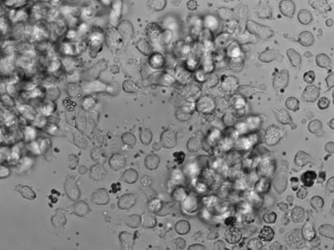 肝浸夜琼脂干燥粉末培养基