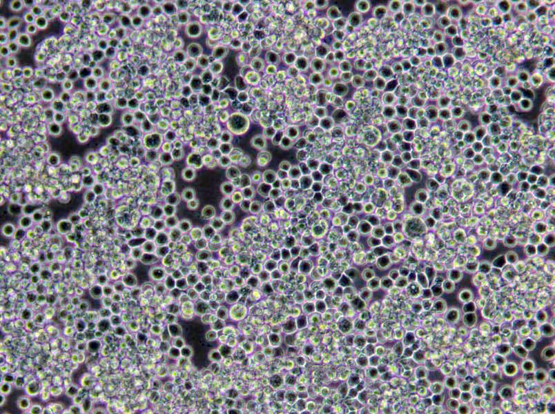 DRBC干燥粉末培养基