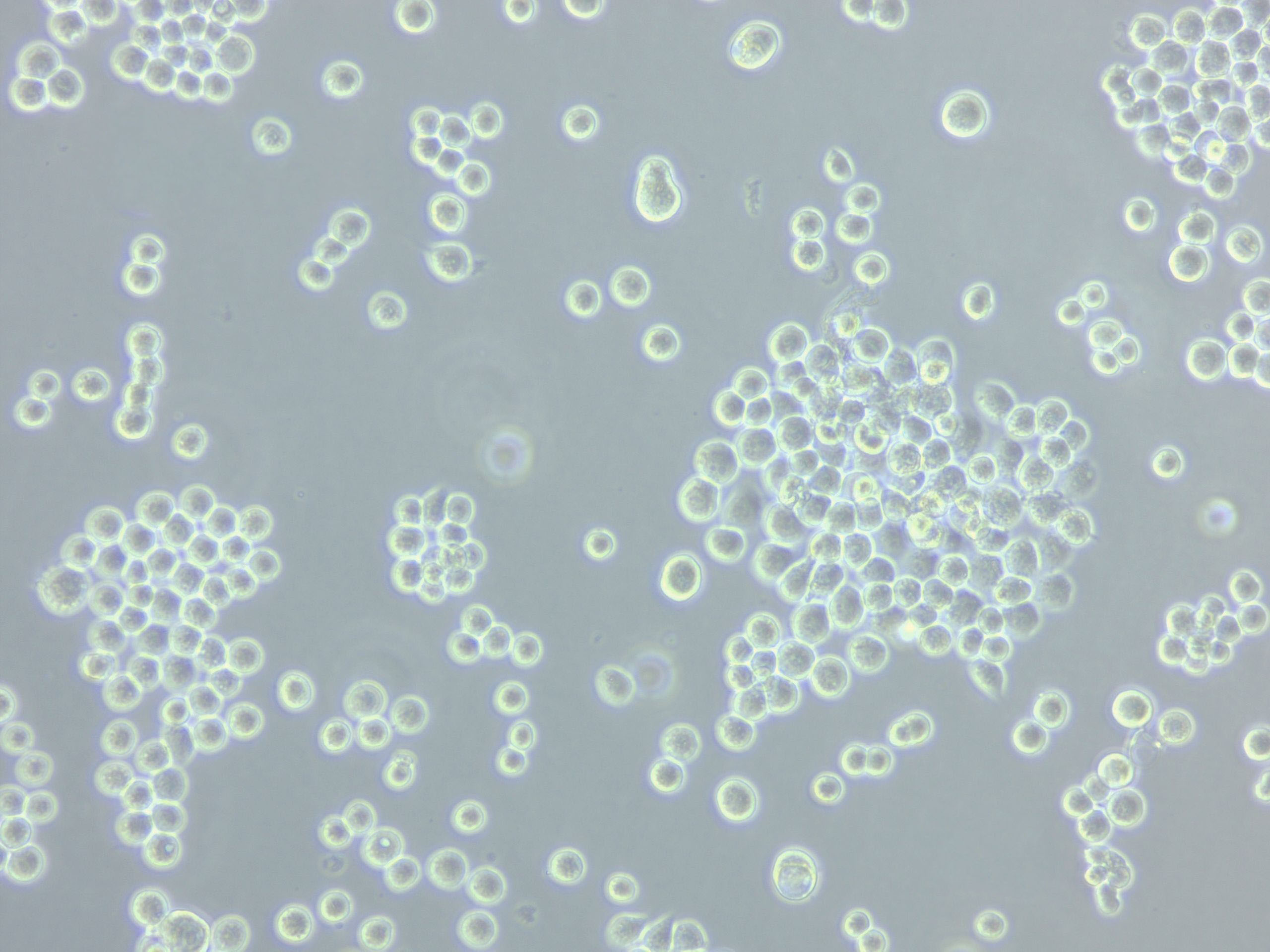毛藓菌琼脂干燥粉末培养基4号
