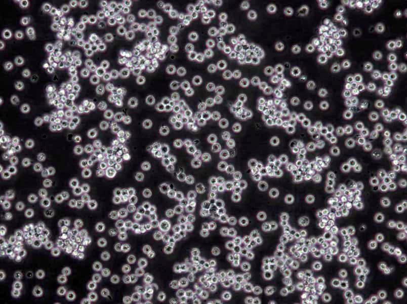 洋葱假单胞菌琼脂干燥粉末培养基