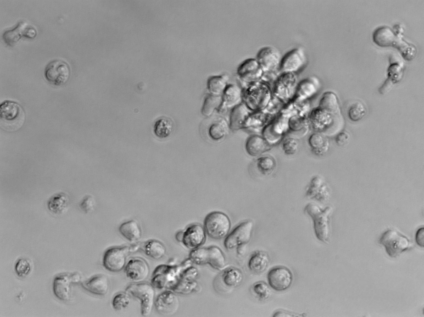 亚碲酸钾血琼脂干燥粉末培养基