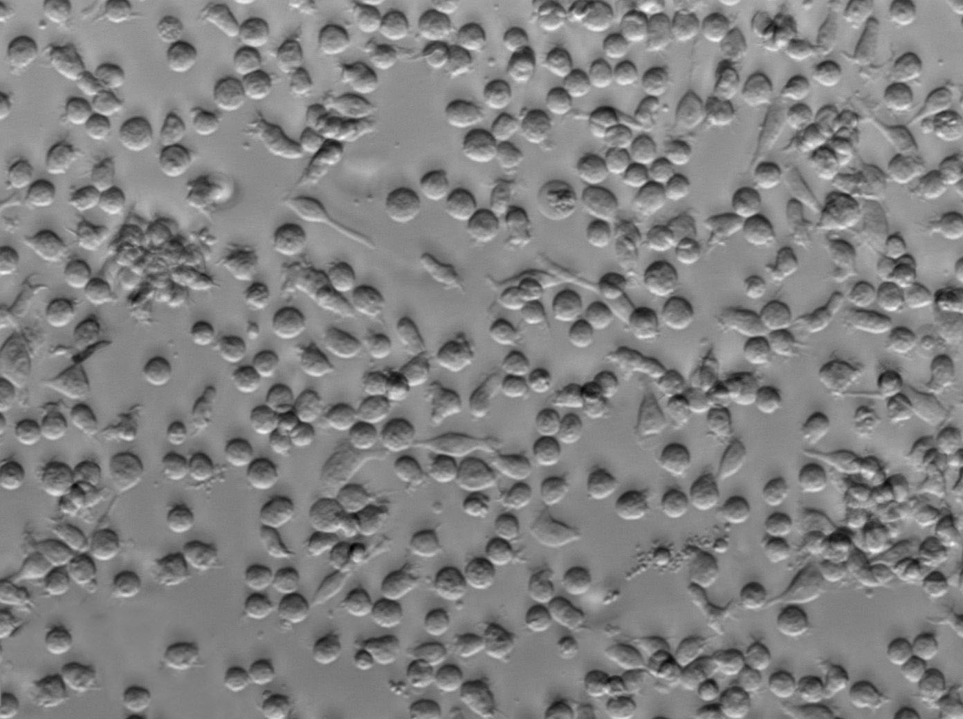 抗生素细粉末培养基41号