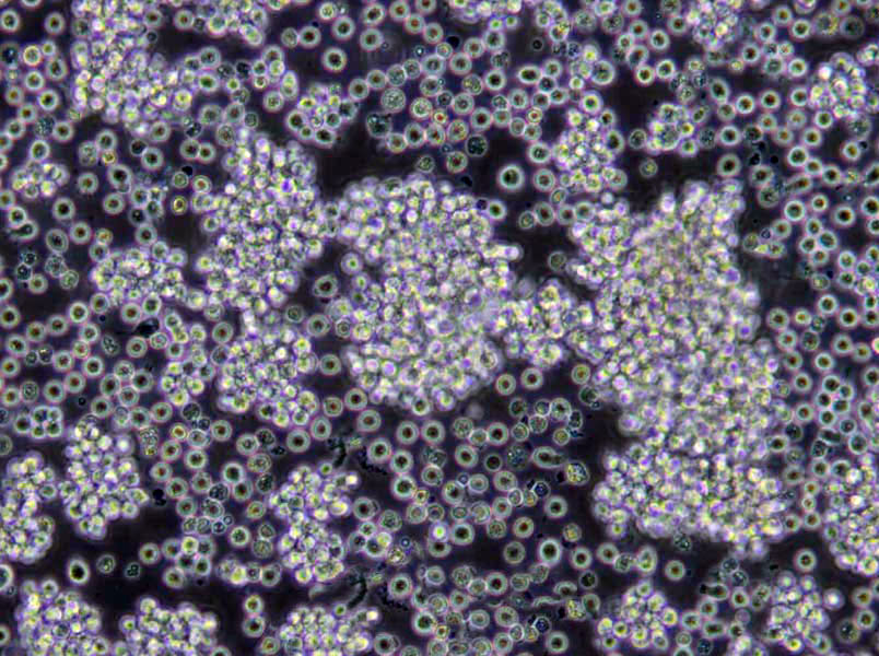 抗生素细粉末培养基19号