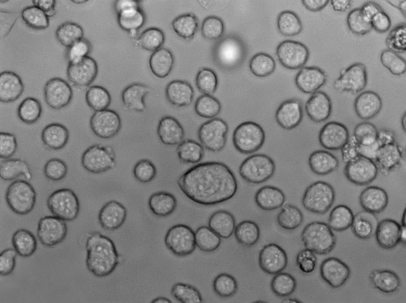 RS琼脂细粉末培养基