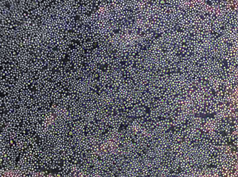 TPY液体细粉末培养基