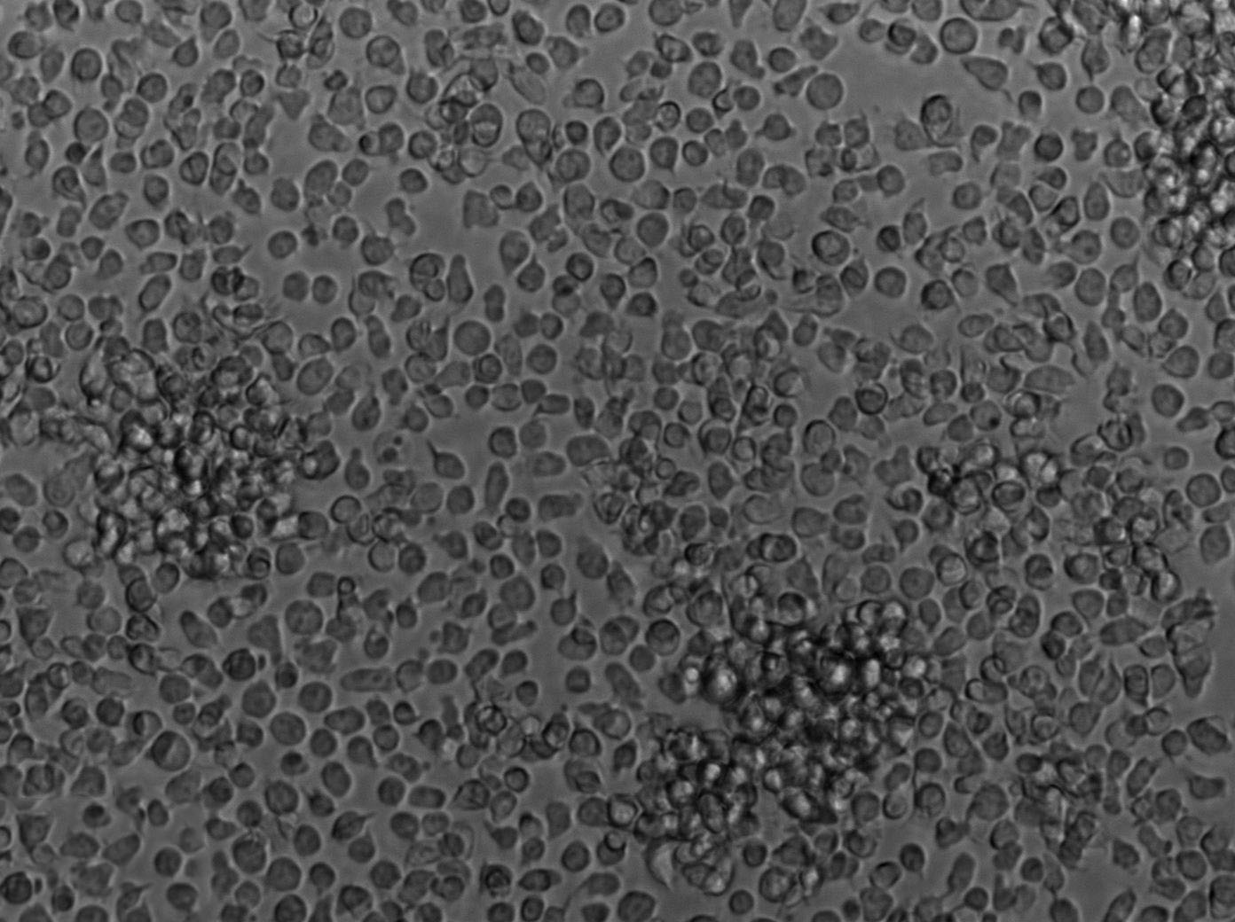 麦芽汁琼脂固体粉末培养基[含氯霉素]