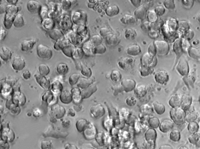 CHO粉末状态培养基