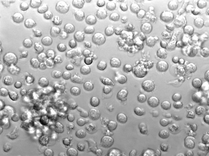 Martin-Lewis琼脂粉末状态培养基