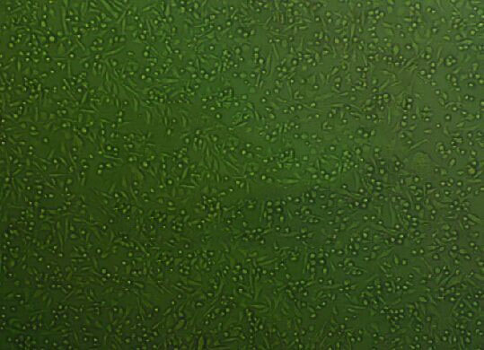 葡萄糖肉浸夜肉汤固体粉末培养基