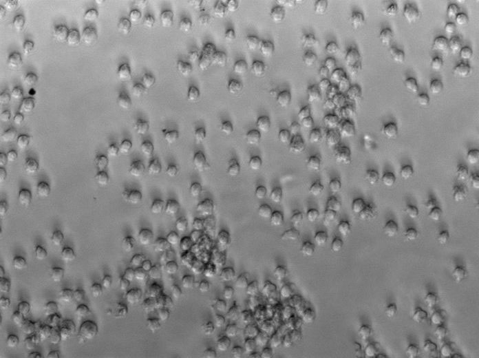 WS琼脂固体粉末培养基