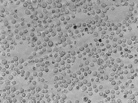 根瘤菌细粉末基础培养基[YM]