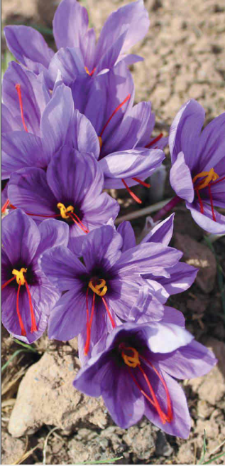 法国专利正品塑源伊朗有机藏红花提取物