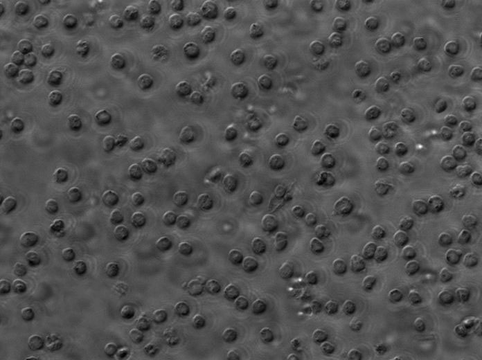 多价蛋白胨-酵母膏[PY]细粉末基础培养基