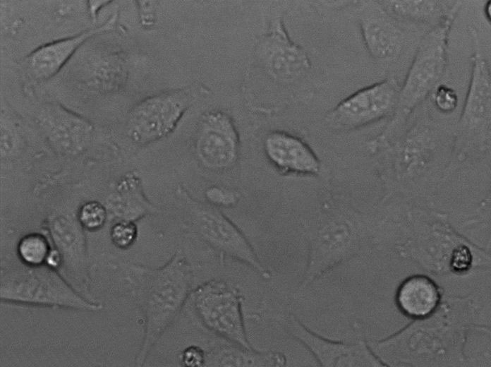 EEM细粉末基础培养基