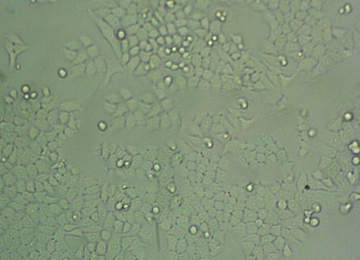 3%NaCl鸟氨酸脱羧酶试验固体基础培养基