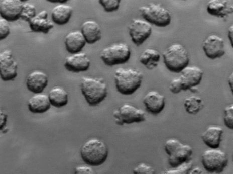 哥伦比亚CNA琼脂固体细粉末培养基