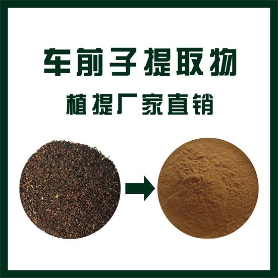 车前子提取物