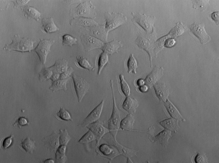 TGY肉汤固体细粉末培养基