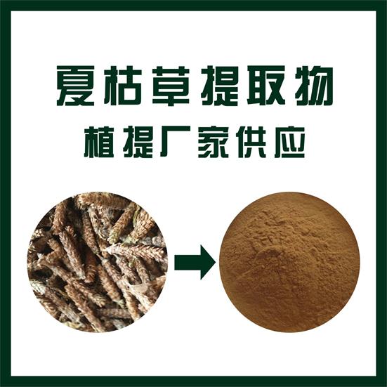 夏枯草提取物