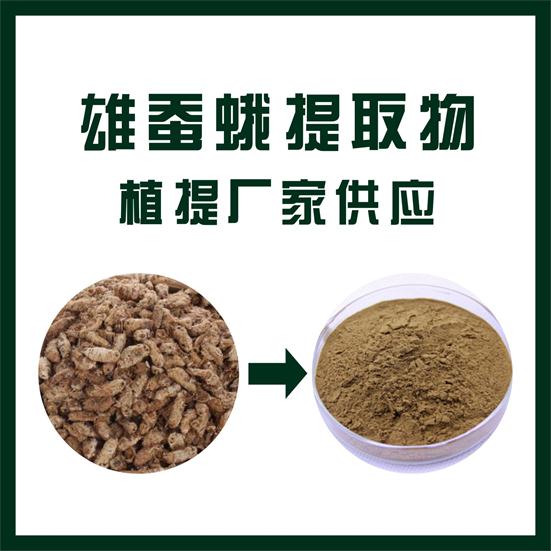 雄蝉蛾提取物
